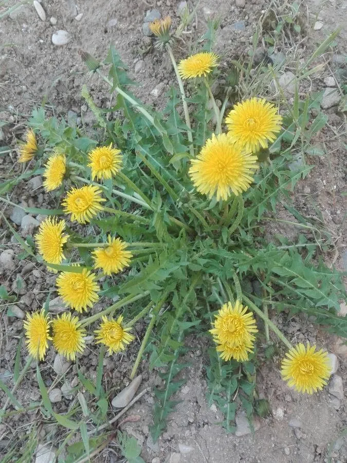 Rock dandelion (Taraxacum erythrospermum, Enum. Pl. Volh.: 75 (1821))