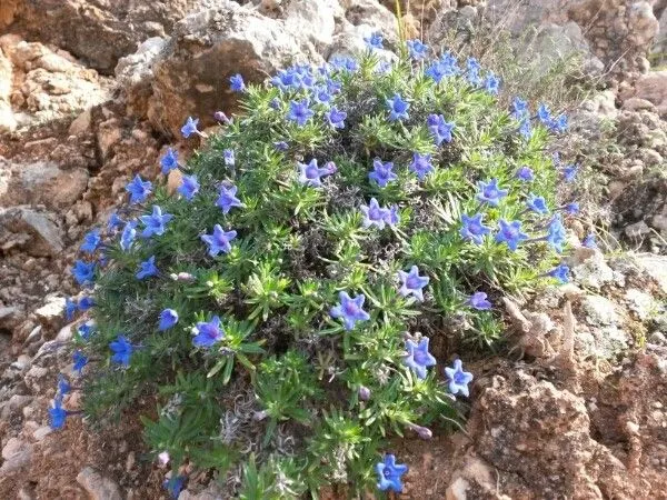 Shrubby gromwell (Lithodora fruticosa, Spic. Fl. Rumel. 2: 85 (1844))