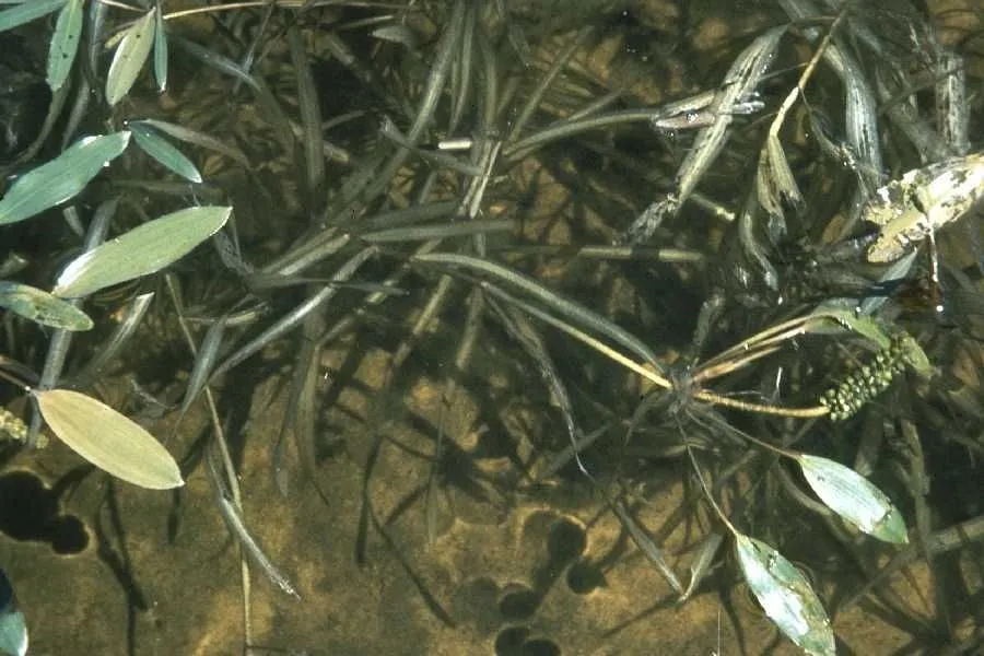 American pondweed (Potamogeton epihydrus, Med. Repos., ser. 2, 5: 354 (1808))