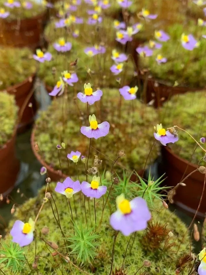 Fairy aprons (Utricularia dichotoma, Nov. Holl. Pl. 1: 11 (1805))