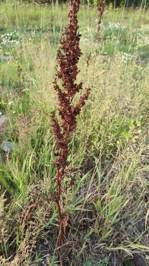 Field dock (Rumex pseudonatronatus, Bot. Not. 1899: 16 (1899))