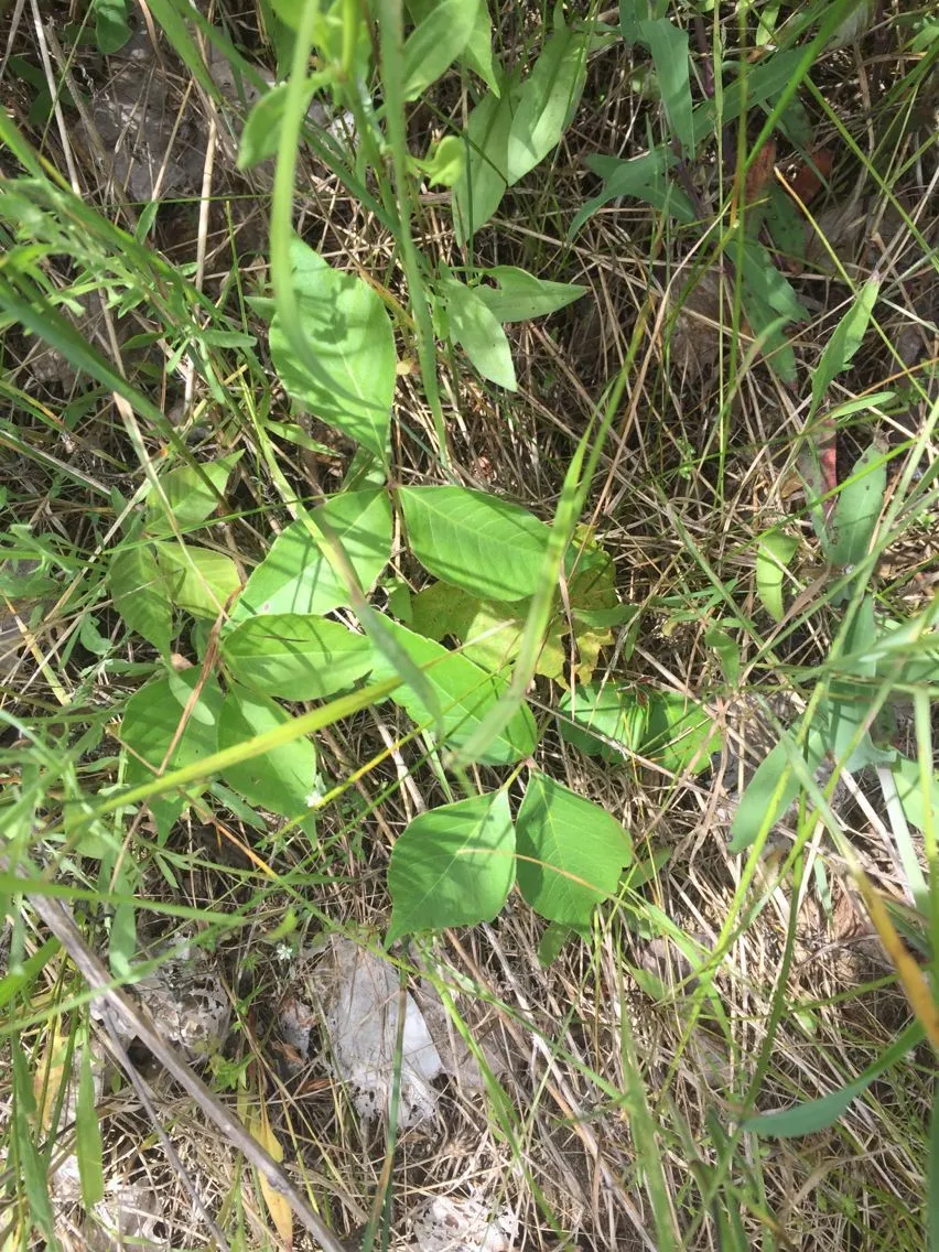 Rydberg’s poison-ivy (Toxicodendron rydbergii, Leafl. Bot. Observ. Crit. 1: 117 (1905))