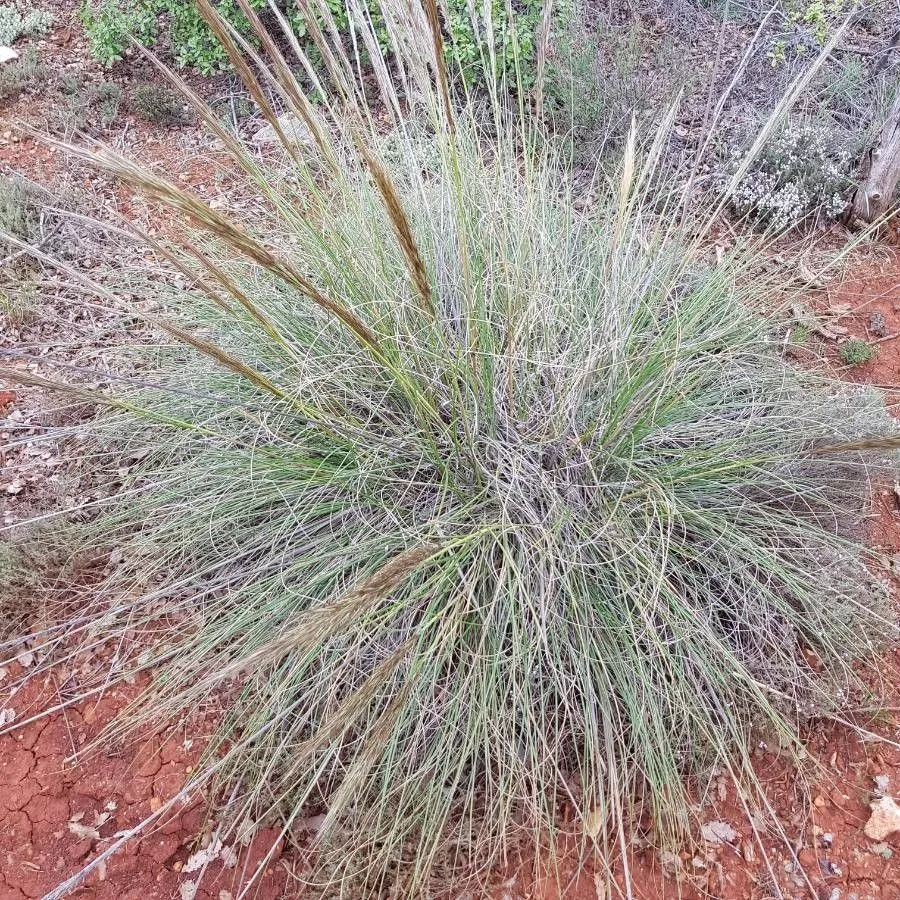 Esparto (Stipa tenacissima, Amoen. Acad., 4: 266, 1759)