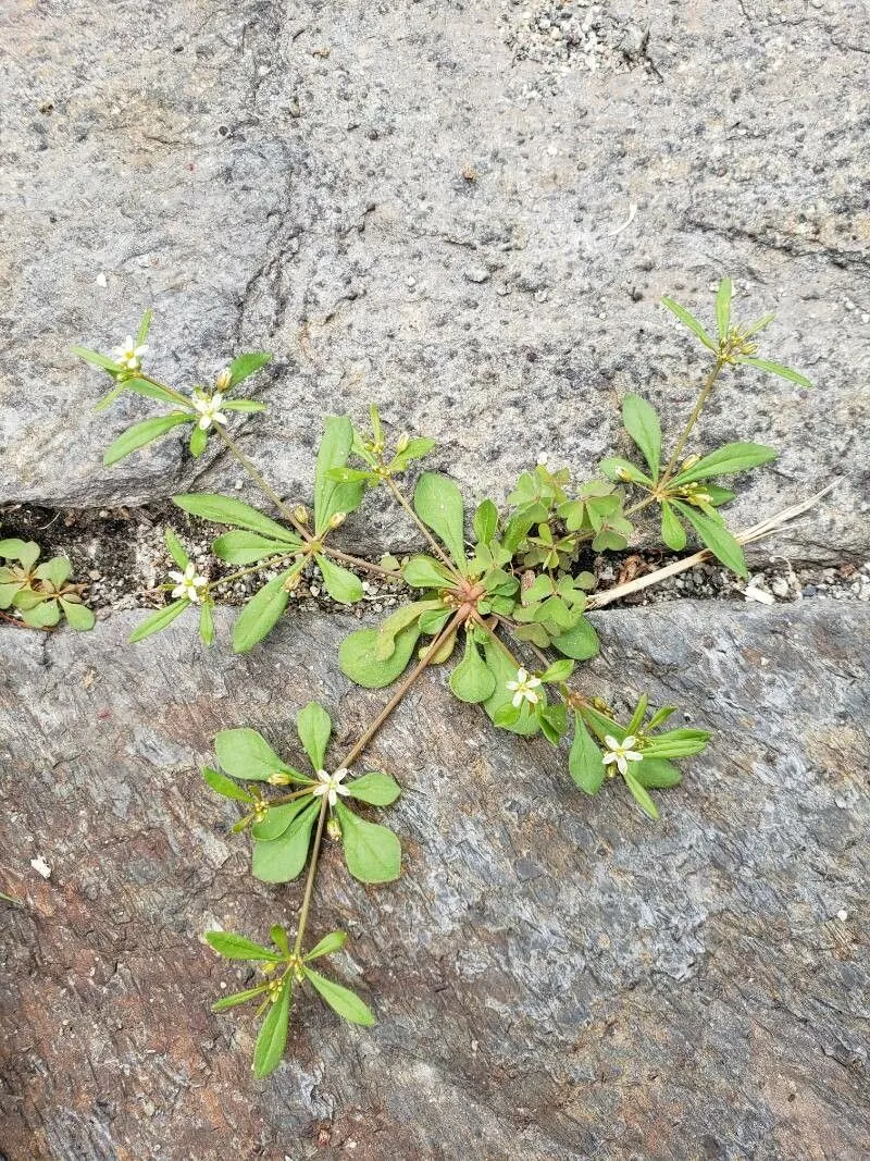 Green carpetweed (Mollugo verticillata, Sp. Pl.: 89 (1753))