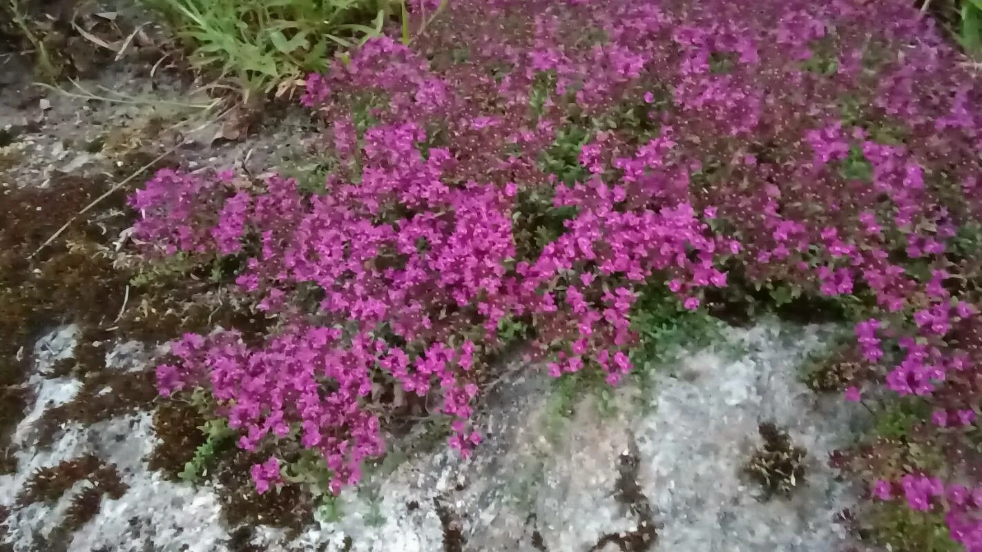 Mother of thyme (Thymus praecox, Naturalientausch 6: 40 (1824))