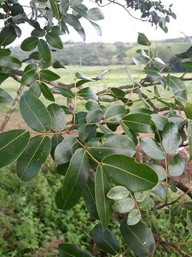 Copaiba (Copaifera langsdorffii, Mém. Mus. Hist. Nat. 7: 877 (1821))